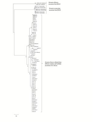 Insights in the Global Genetics and Gut Microbiome of Black Soldier Fly, Hermetia illucens: Implications for Animal Feed Safety Control